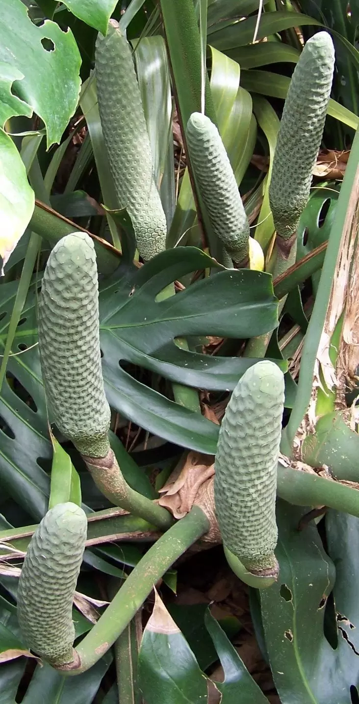 Экзотические растения, которые стоит обнаружить в Ботаническом саду Палермо