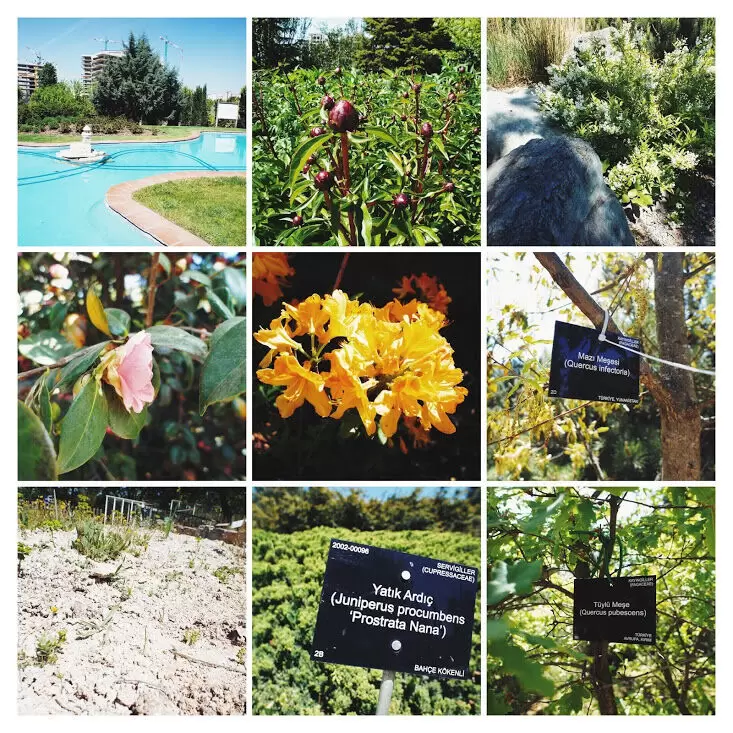 История и особенности экзотических растений в Ботаническом саду Палермо
