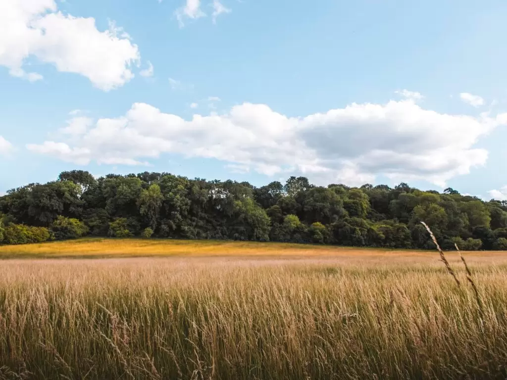 A Walk That Will Do Good to Your Soul: Devils Dyke