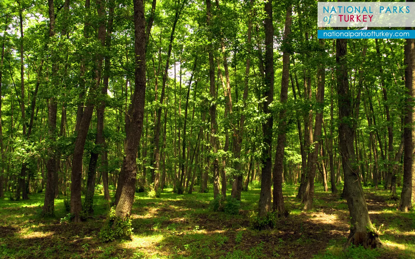 Les forêts verdoyantes d'Alanya : des vues à couper le souffle